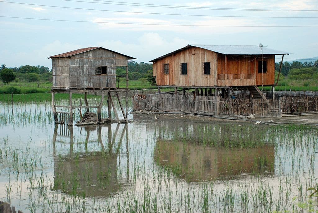 Homes made of mangrove and eucalyptus in Ecuador