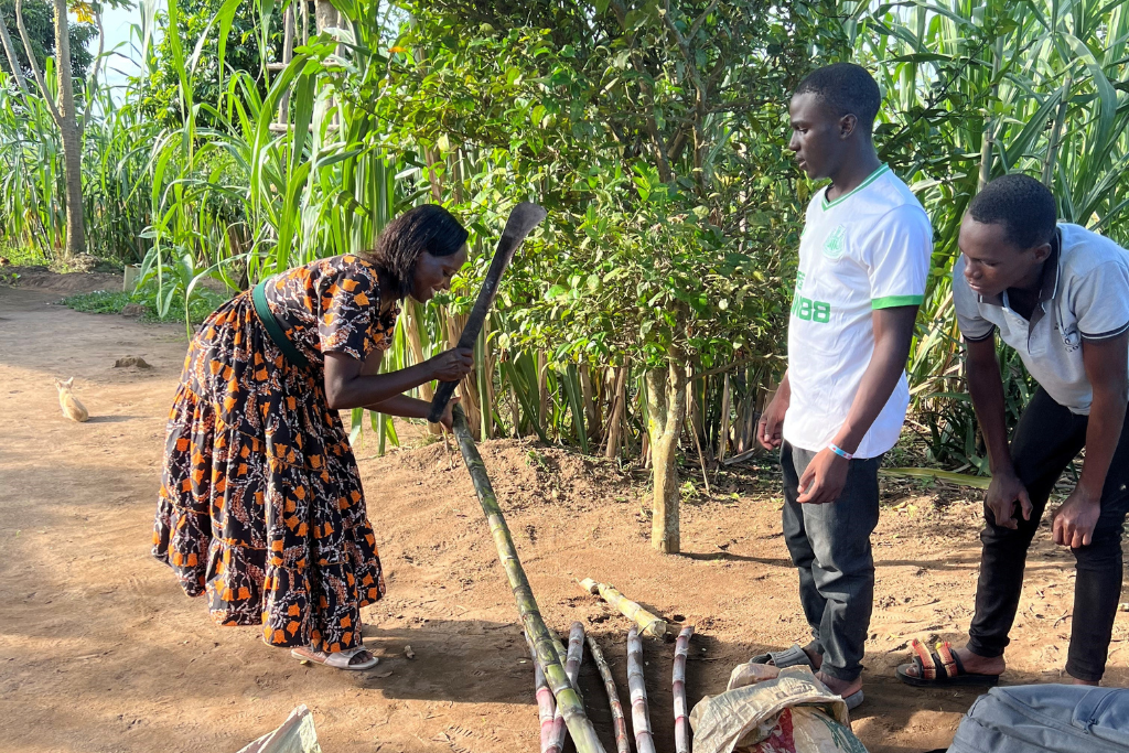 Devine cutting sugar cane for us